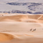 Oryx in Namib Desert at Sunrise, Namibia