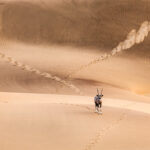 Oryx in Namib Desert at Sunrise, Namibia