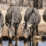 Ongava Preserve, Namibia