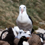 Black Browed Albatross and Chick