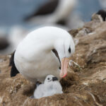 Black Browed Albatross and Chick