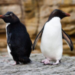 Rock Hopper Penguins