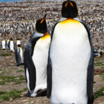 King Penguins, St. Andrews Bay, South Georgia Island