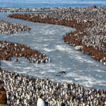 King Penguins, St. Andrews Bay, South Georgia Island