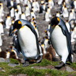 King Penguins, St. Andrews Bay, South Georgia Island