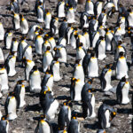 King Penguins, St. Andrews Bay, South Georgia Island