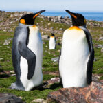 King Penguins, St. Andrews Bay, South Georgia Island