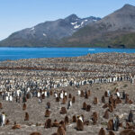 King Penguins, St. Andrews Bay, South Georgia Island