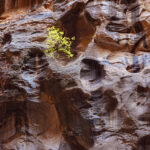 Virgin River Narrows, Zion National Park