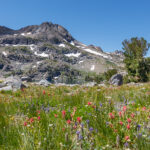 Lake Winnemucca Flowers