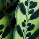 Hawaii Tropical Botanical Garden, Island of Hawaii