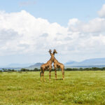 Serengeti, Tanzania