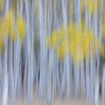 Aspen, Rush Creek, Eastern Sierra Nevada Mts.
